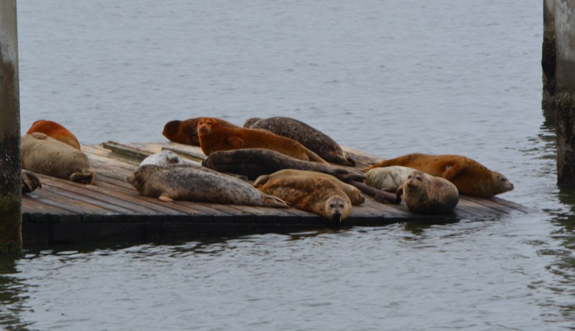 14 harbor seals resting on June 4, 2014, at Alameda Point dock where ferry facility is planned.