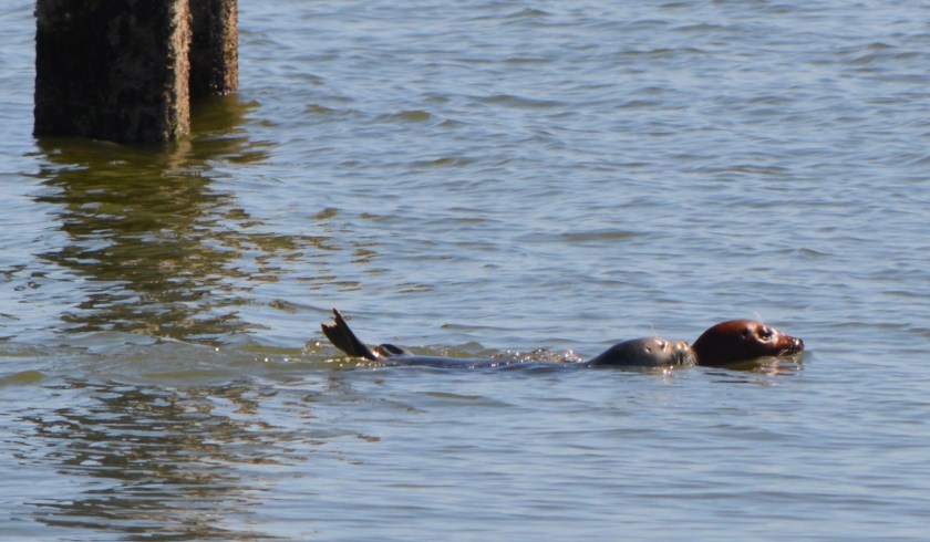 Adult harbor seal with pup at proposed ferry facility site, Alameda Point, May 13, 2014.