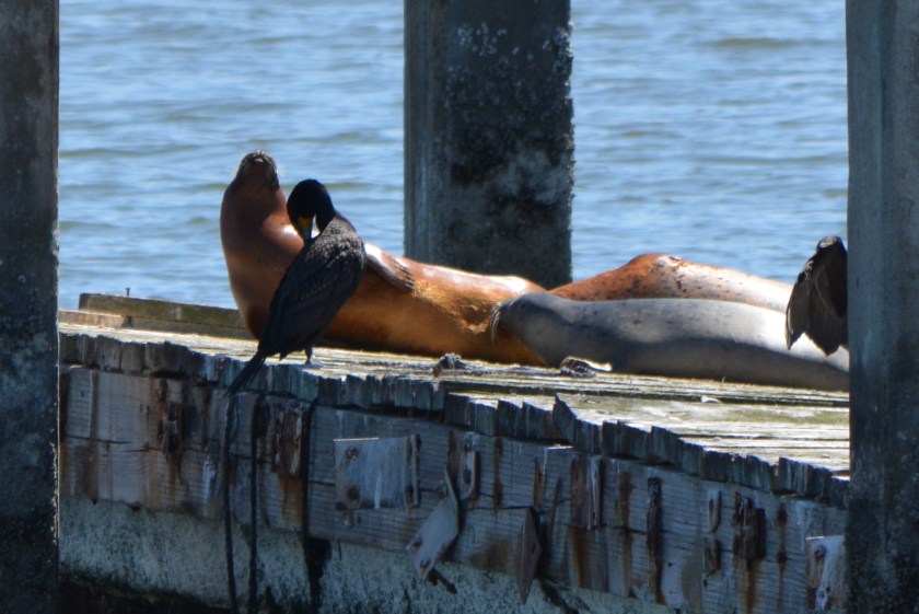 Silver-colored harbor seal pup nursing on May 13, 2014.