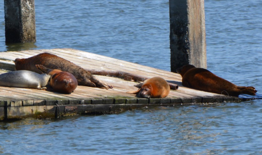 Nursing harbor seal pup - May 2014 - Alameda Point
