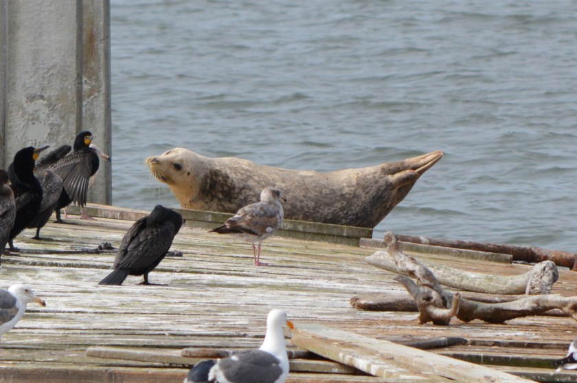 Harbor seal at Alameda Point