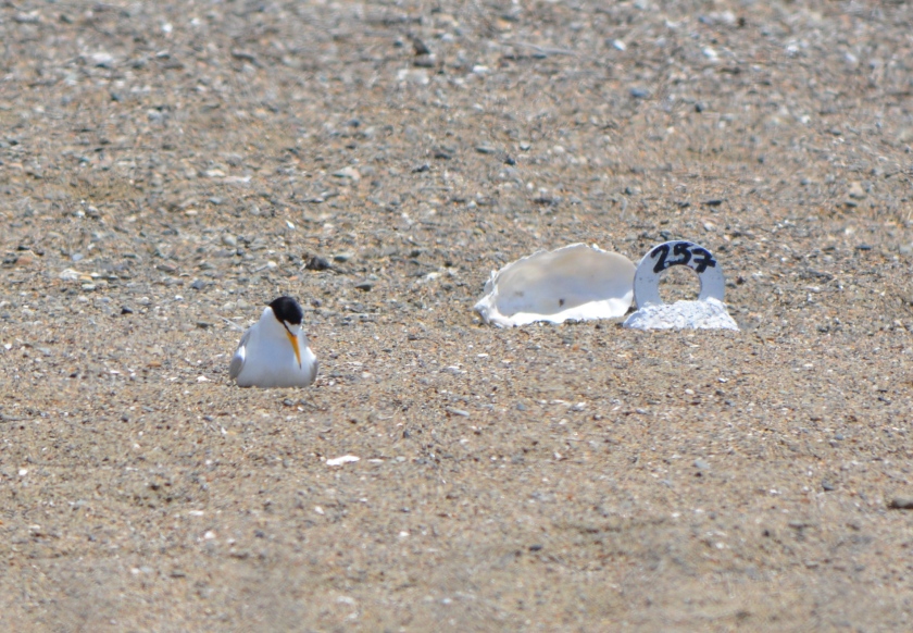 Least Tern on egg(s), with nest marker and oyster shell nearby.  Nest markers are placed near every nest in order to record accurate nesting success data.  Oyster shells are distributed throughout the nesting area to make spotting by avian predators more difficult.