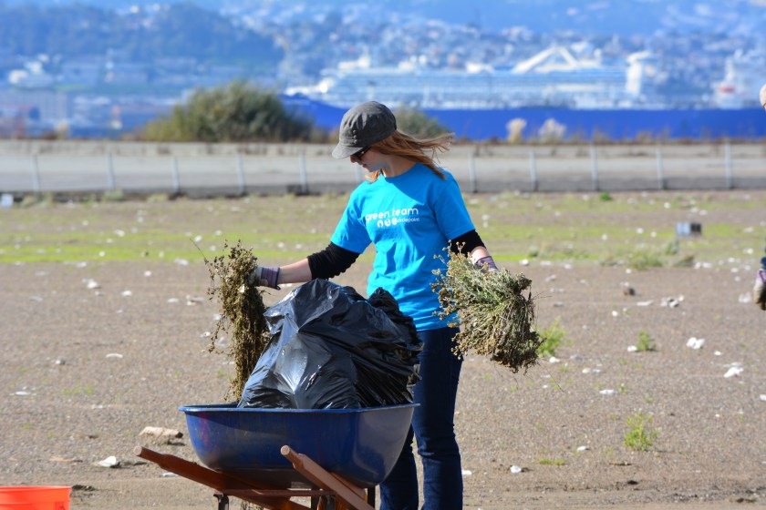 Circlepoint employee removing weeds during December 2014 work party.