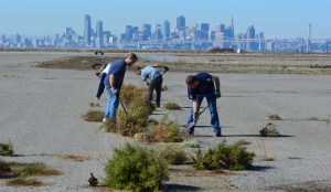 Members of Tau Beta Pi removing weeds near the tern nesting area in November.  