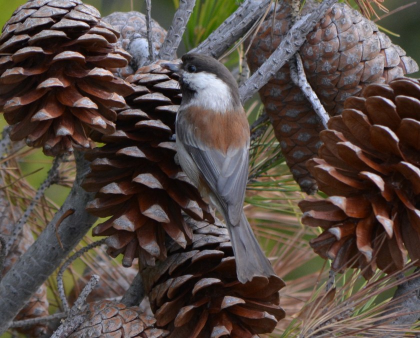 Chestnut-backed Chickadee