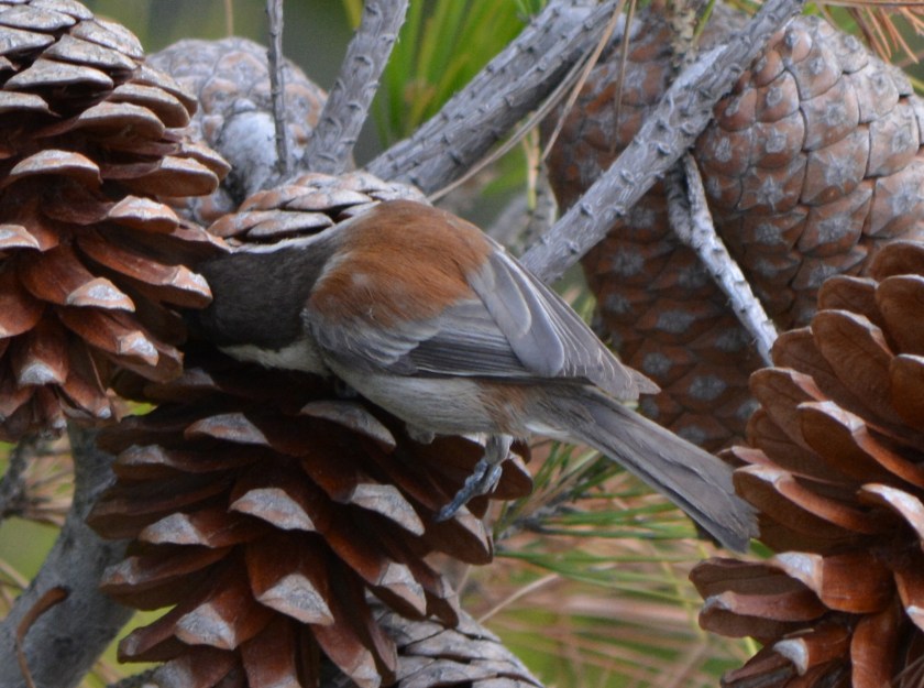 Chestnut-backed Chickadee