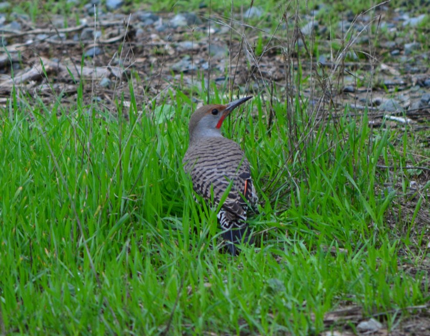 Northern Flicker