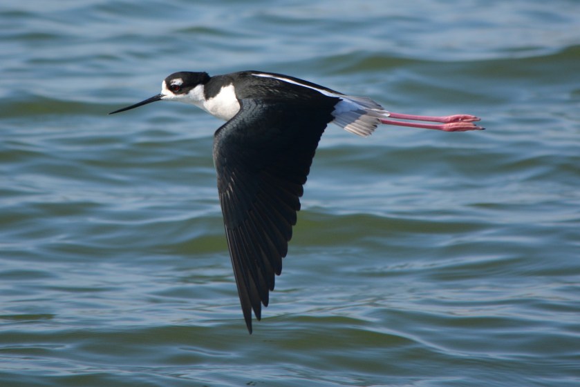 Black-necked Stilt