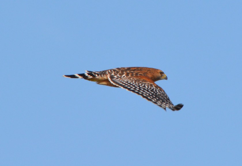 Red-shouldered Hawk