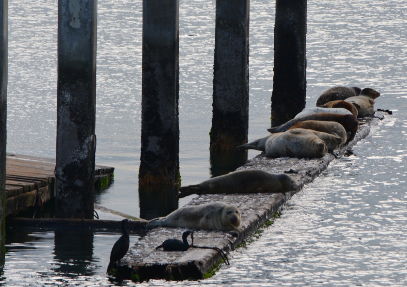 The one remaining beam moored to old dock - similar to log booms used by harbor seals elsewhere to haul out.