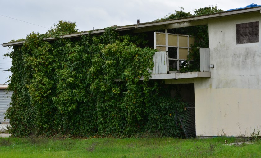 Main Street Neighborhood housing overgrown with vines.