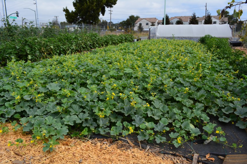 Alameda Point Collaborative produce farm, located next to the Ploughshares Nursery. 