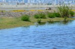Seasonal wetland on VA clinic area