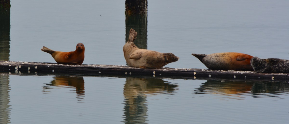 Federal Fisheries Service turns its back on harbor seals at Alameda&nbsp;Point