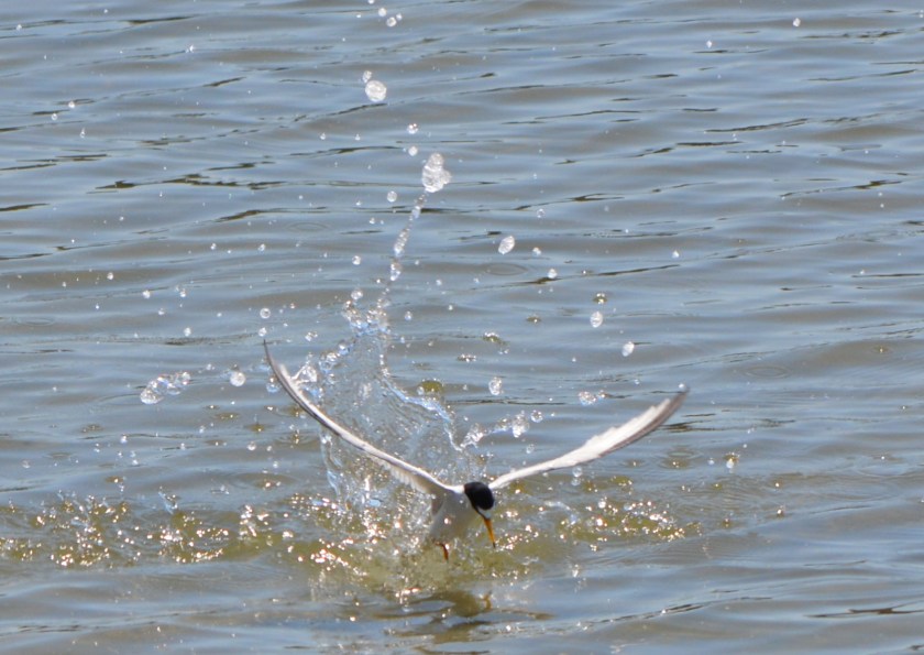 Least tern diving for fish in Alameda Point's Seaplane Lagoon on June 7, 2015 during the nesting season.  Dragon Boat races were occurring nearby.