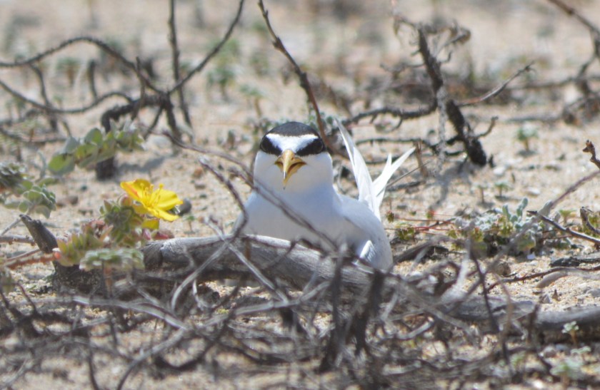 Least tern sitting on eggs at Huntington State Beach.  The nest is simply a depression in the sand.  The vegetation is not part of the nest.