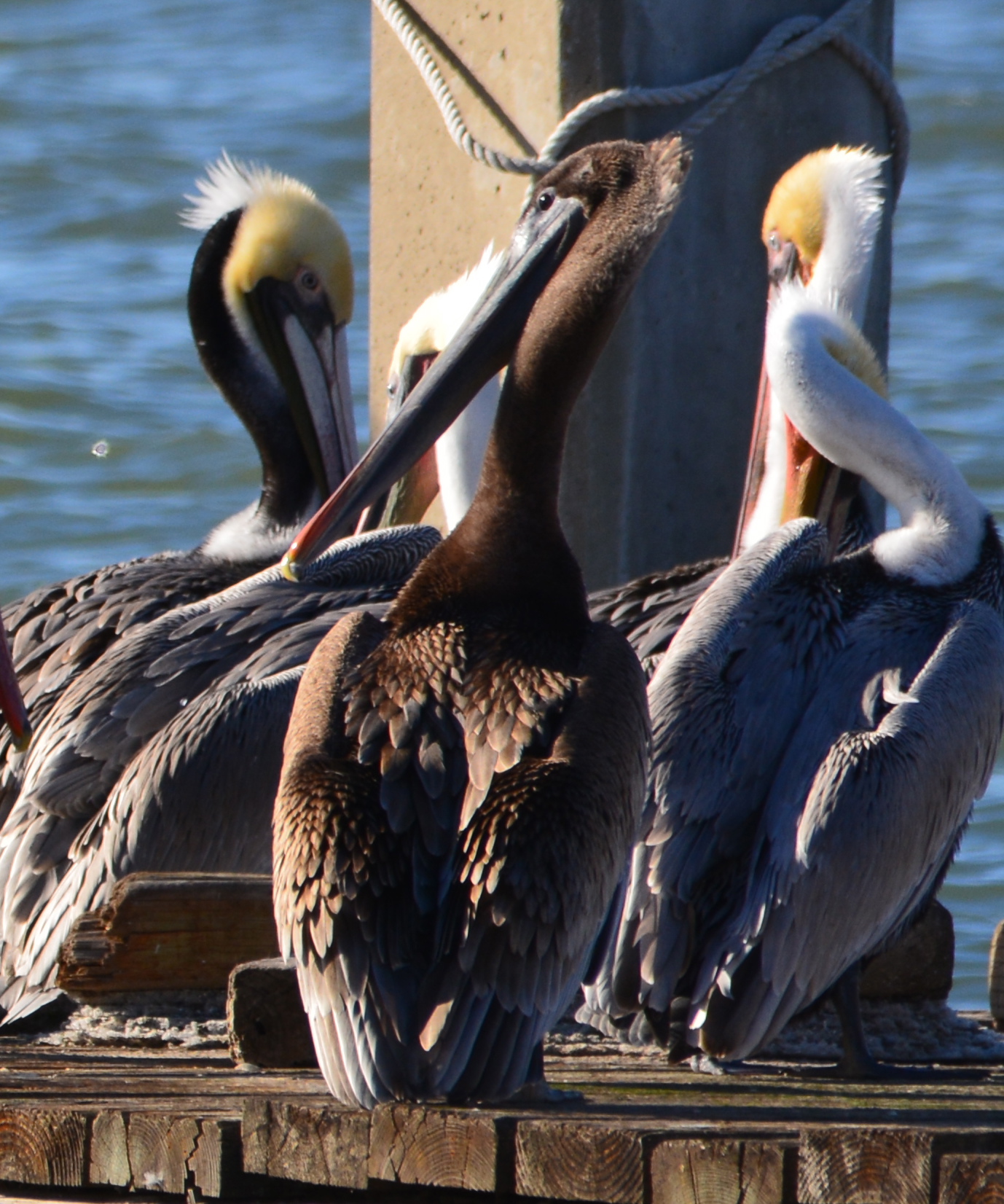 Immature (1 or 2 years old) Brown Pelican with all-brown head and neck, the only one spotted among about 100 pelicans on the dock on December 23, 2015.