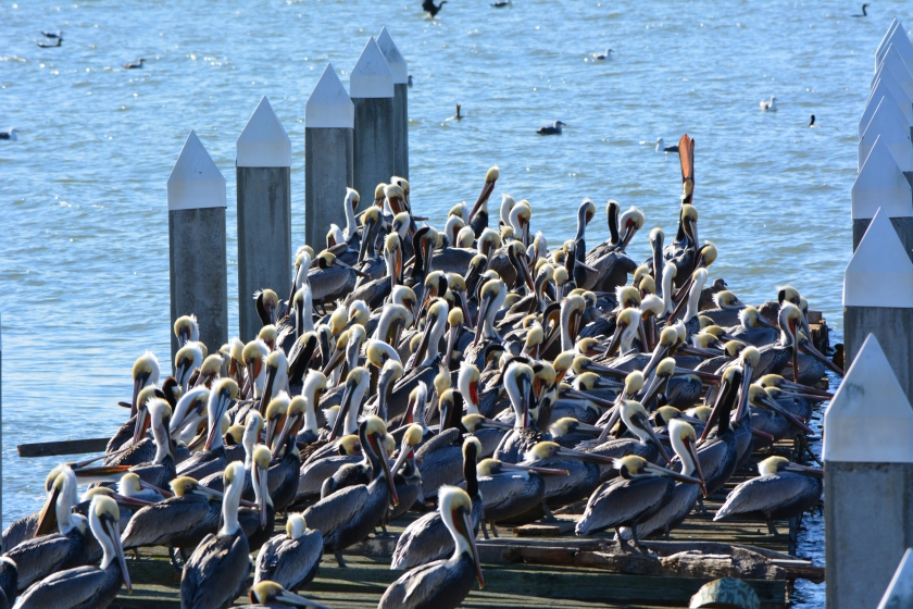 Brown Pelicans resting on old recreational boating dock on south side of Alameda Point in December.