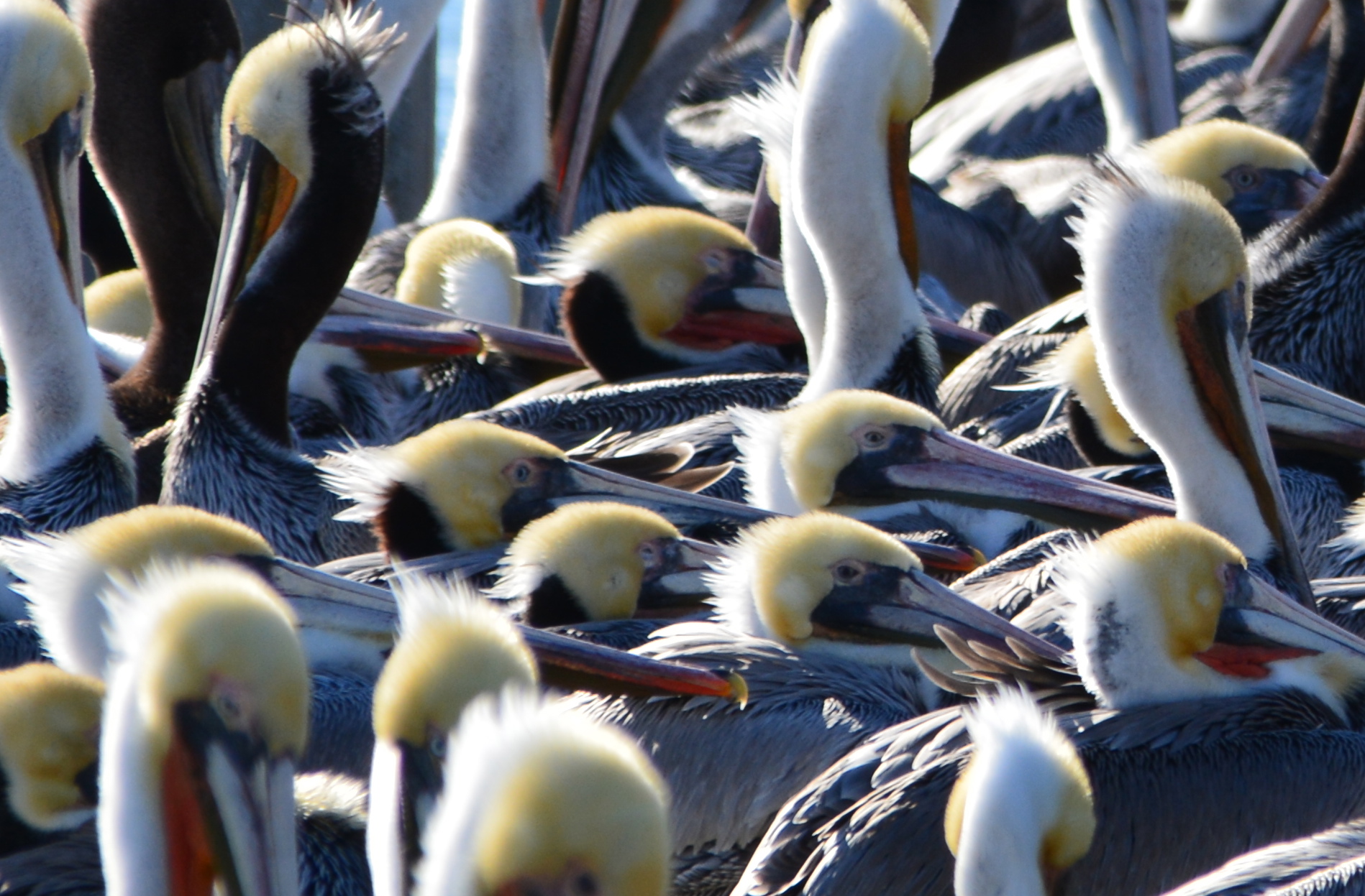 California brown pelicans huddled on the dock