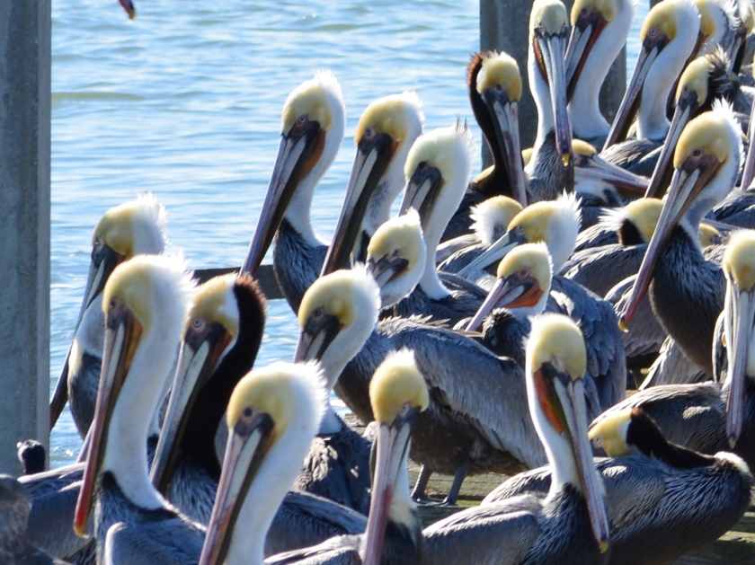 Brown Pelicans soaking up the sun during a rare visit to an old dock on Alameda Point's south shore.