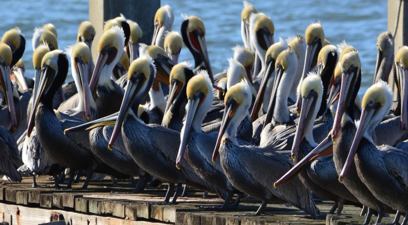 California brown pelicans resting on Alameda Point dock