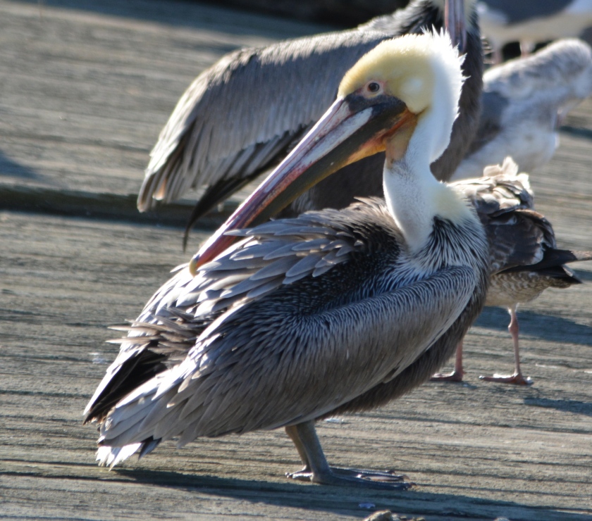 California brown pelican at Alameda Point