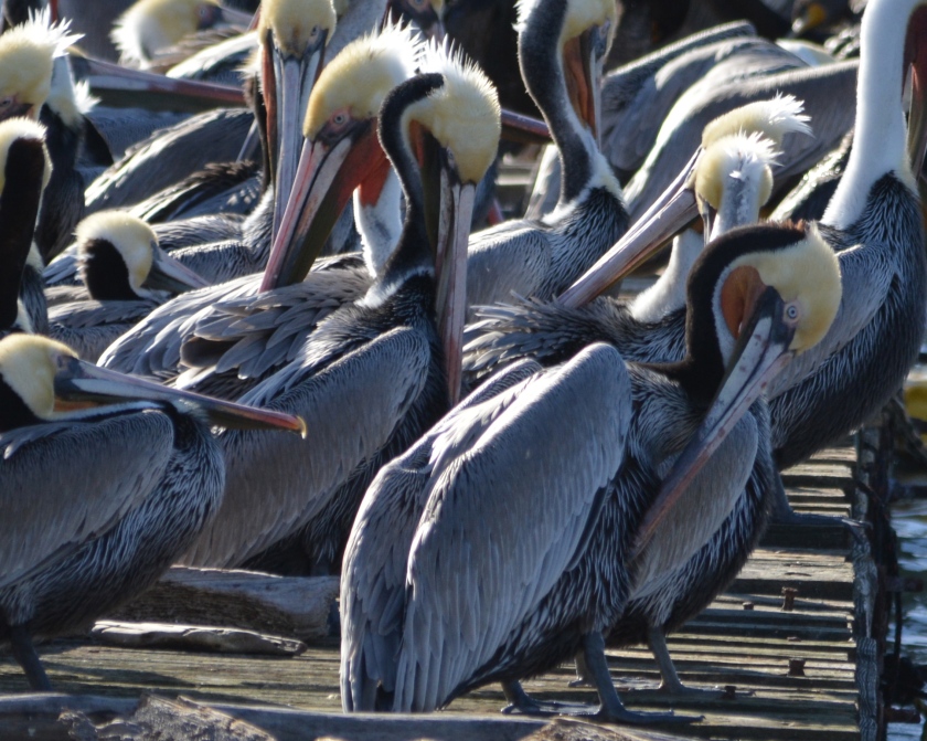 California brown pelicans in breeding plumage, Dec. 23, 2015, Alameda Point