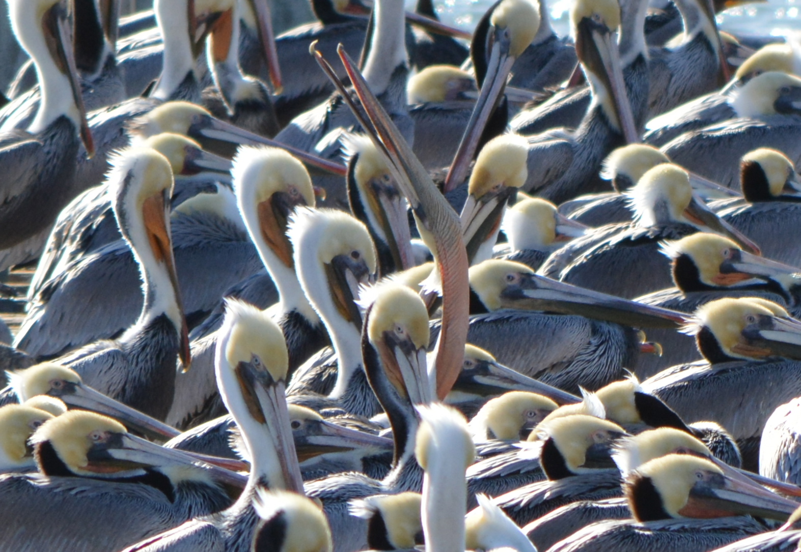 Brown pelican stretching at Alameda Point