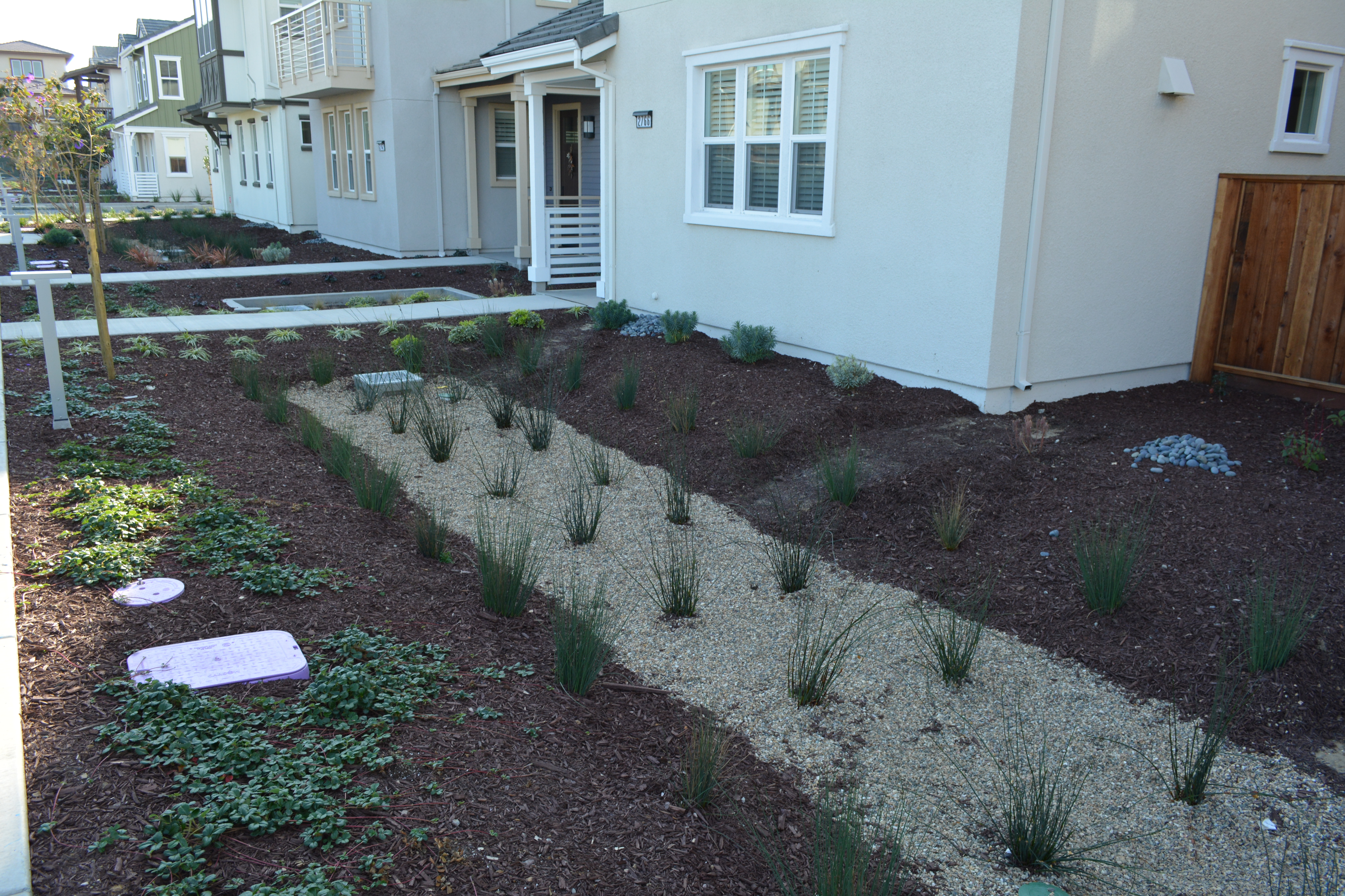 Bioswale natural filtration for water runoff in residential area of Alameda Landing.