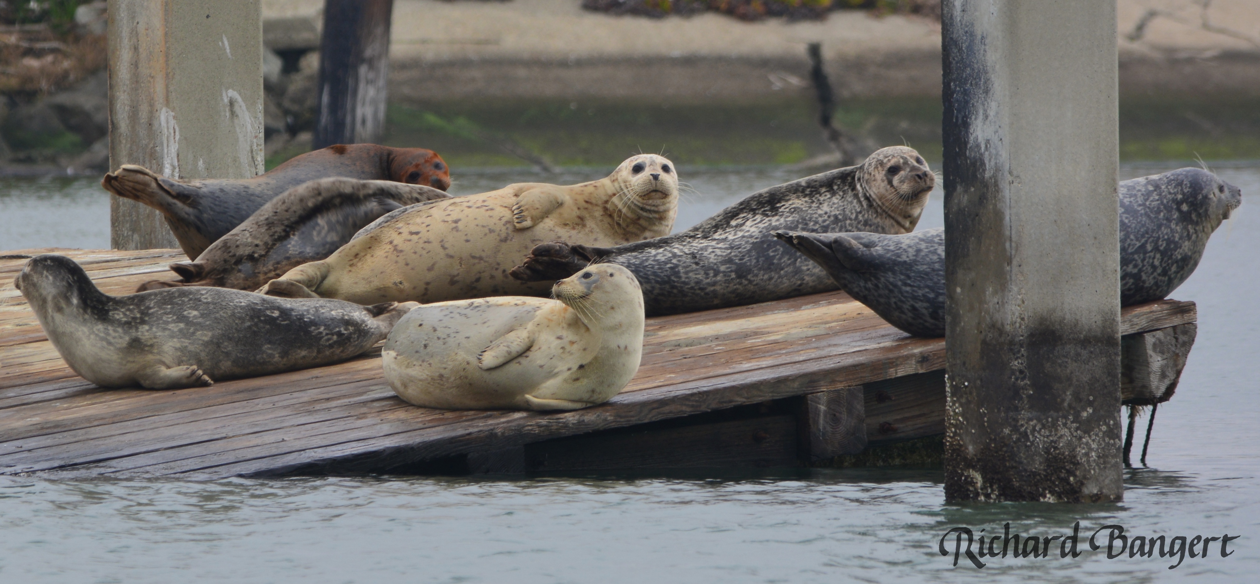 Harbor seals on old dock