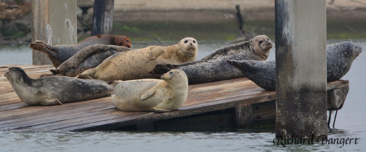 Harbor seal dock, ferry depot plans on&nbsp;track