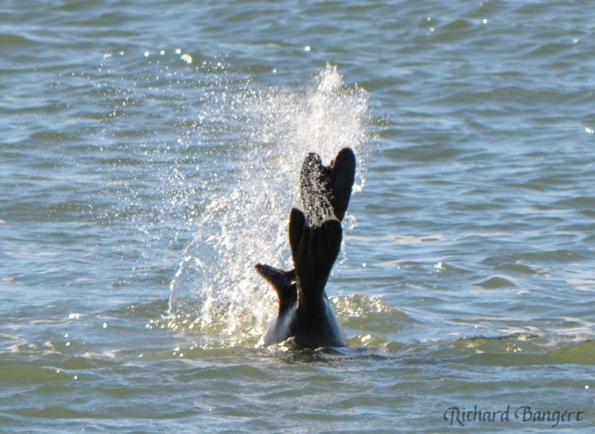 Two harbor seals diving together near the old dock in December 2015.