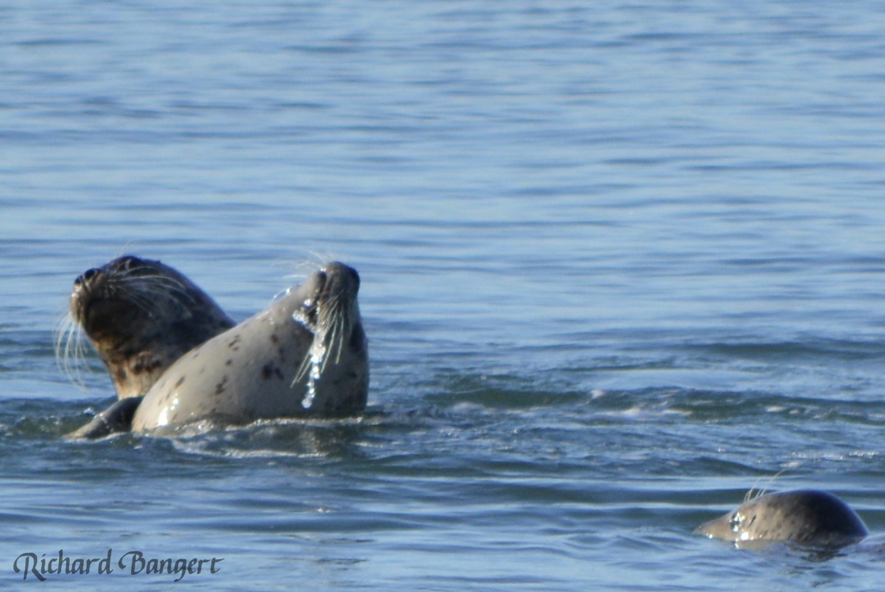 Harbor seals near the old dock in December 2015.