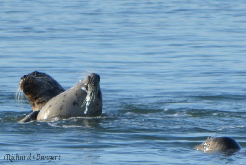 Harbor seals near the old dock in December 2015.