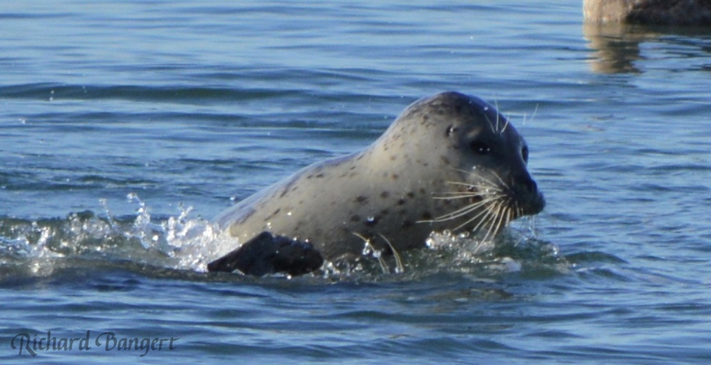 Harbor seal near old dock in December 2015.