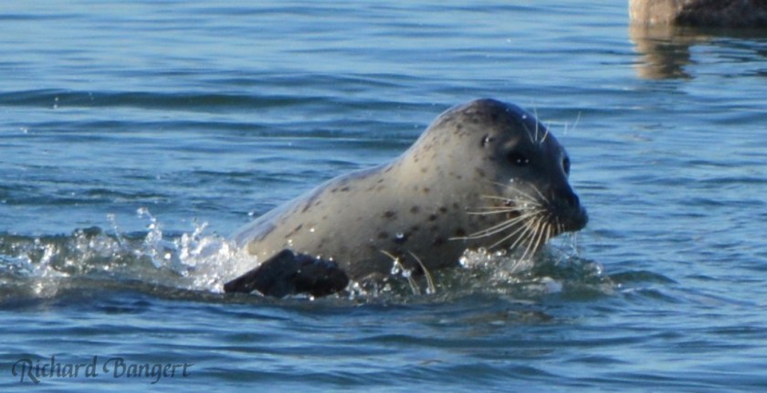Harbor seal near old dock in December 2015.