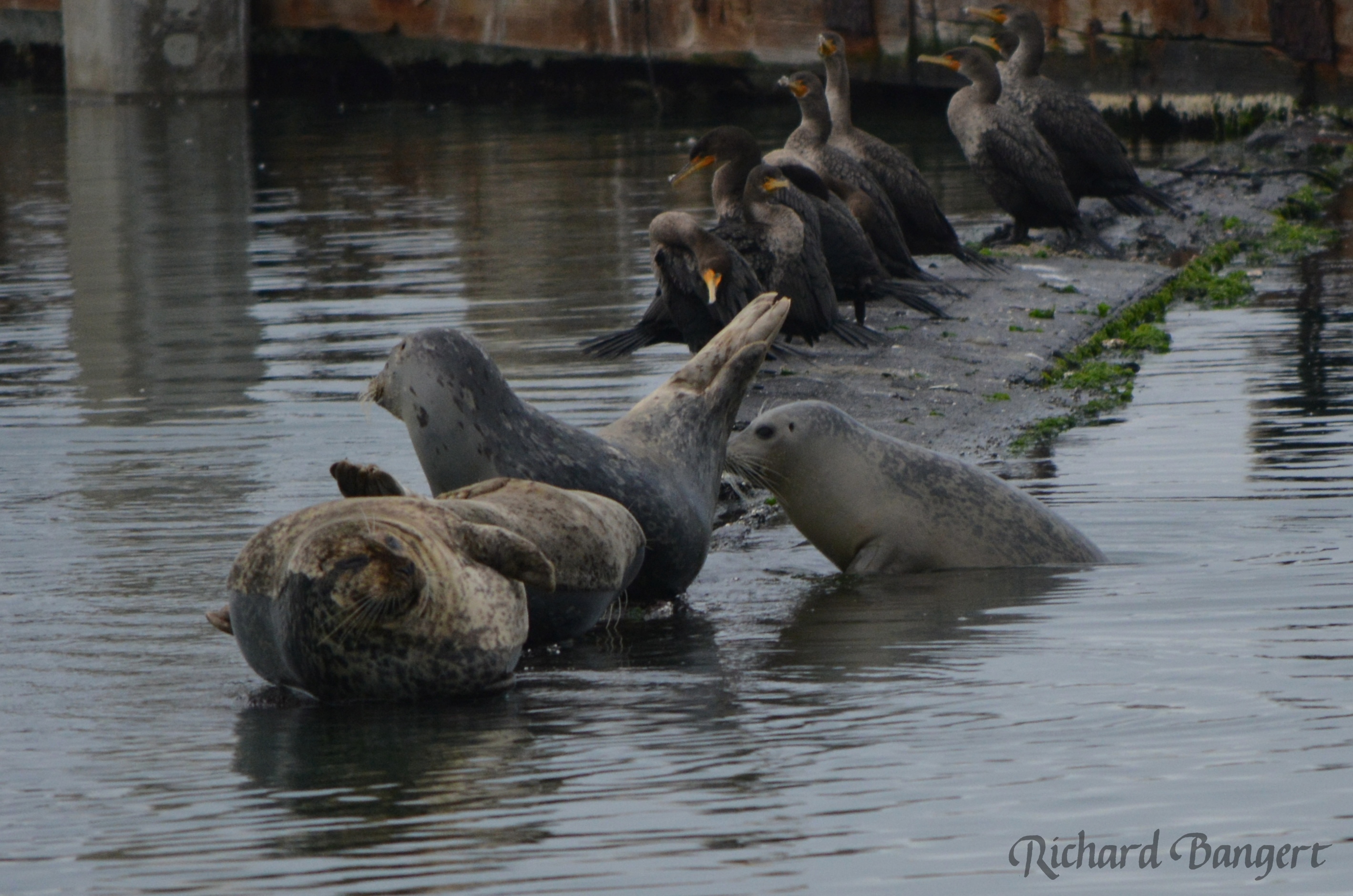 Harbor seals using old plank for hauling out.