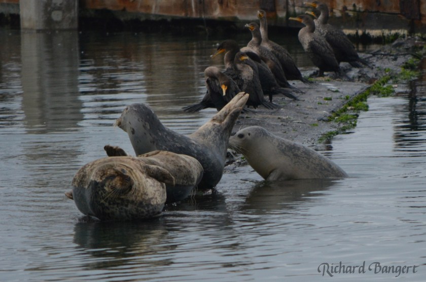 Harbor seals using old plank for hauling out.