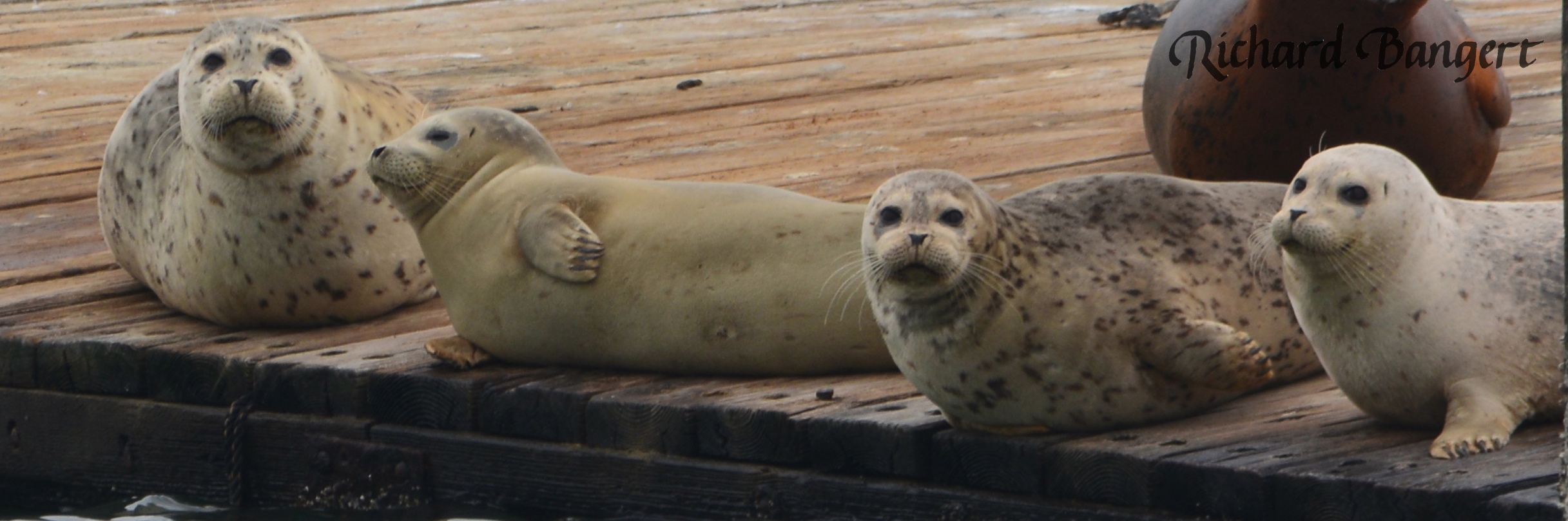 Young harbor seals Alameda Point Dec. 30, 2015