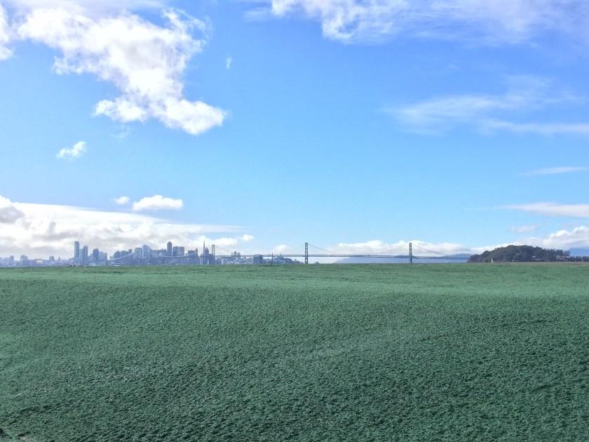 Site 1 soil cover after green-colored mulch was applied in 2015. Green coloring has since disappeared. Navy photo.