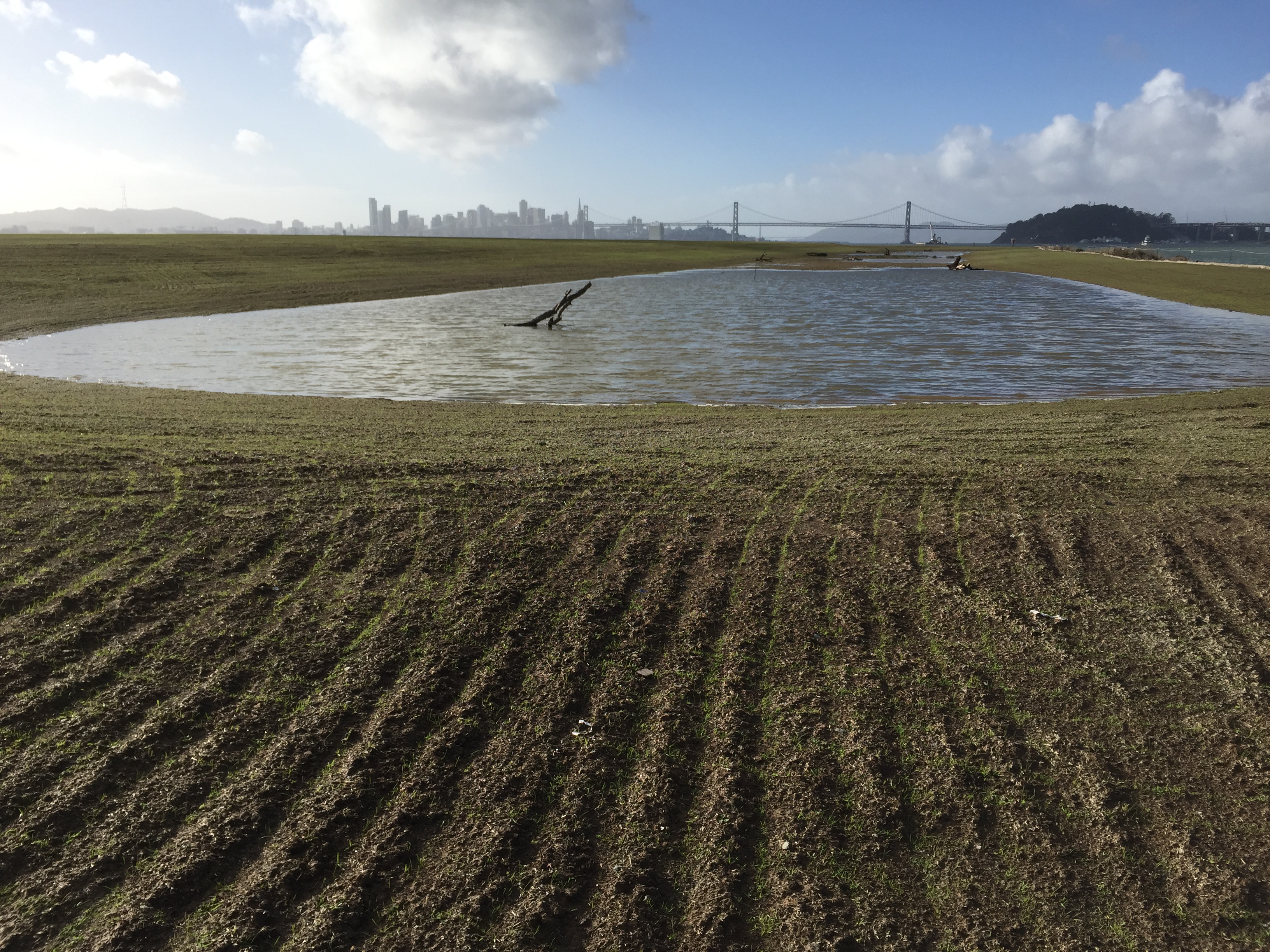 New Site 1 wetland on January 13, 2016, with San Francisco in background. Rows in soil with emerging growth were created during sowing of seeds. Navy photo.