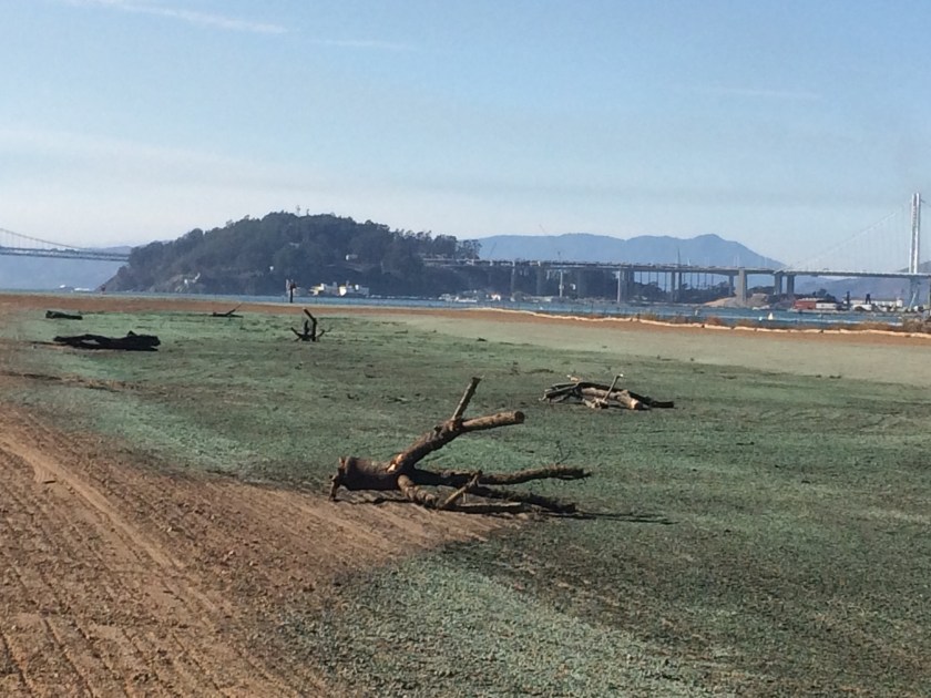 Site 1 wetland in late 2015 after seeding and covering with green-colored hydromulch. Tree sections were added for birds to perch on. Navy photo.