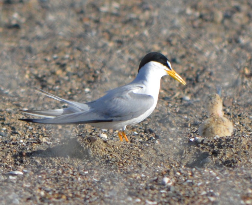 Adult least tern with chick during 2014 nesting season at Alameda Point. Photographed through chain link fence.