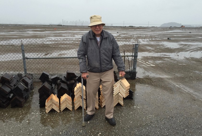 Longtime volunteer Frank Delfino with a fresh batch of wooden shelters that he made for the tern chicks to use for shelter. 