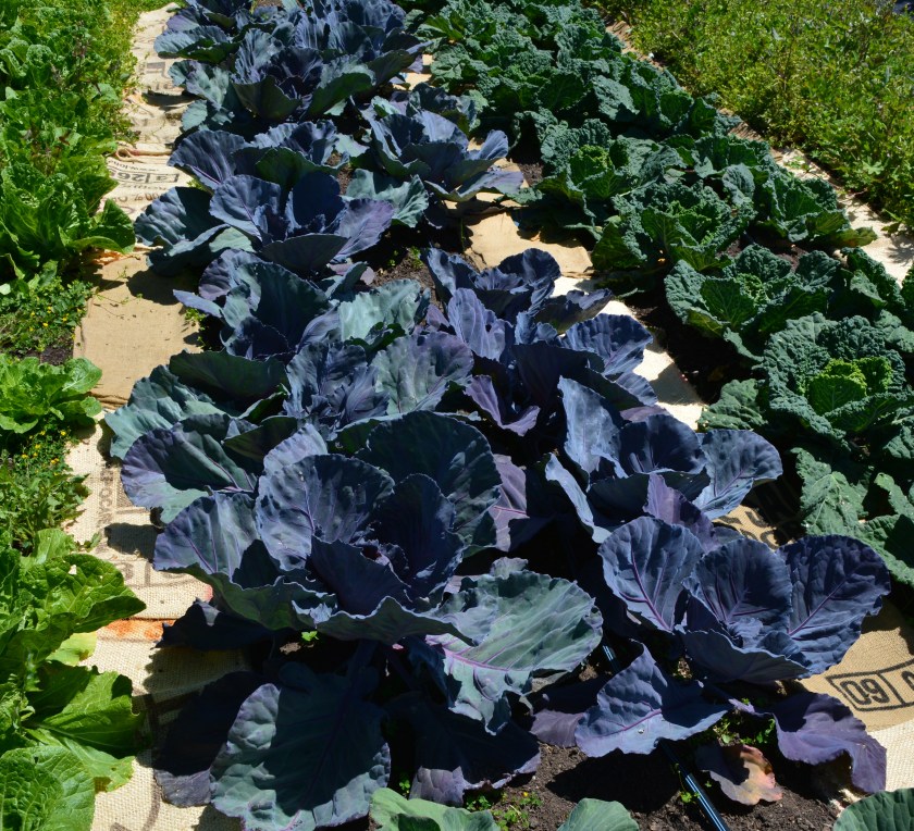 May 2016 crops at Alameda Point Collaborative farm.
