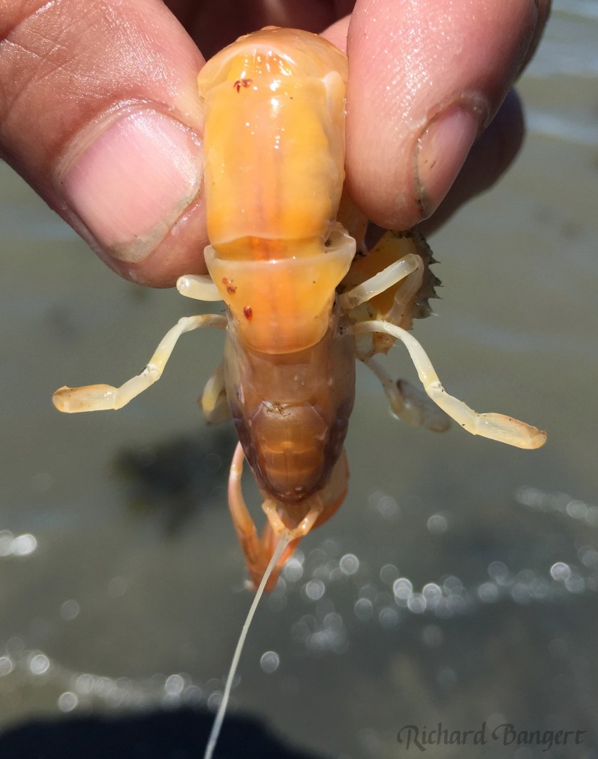 Ghost shrimp at Breakwater Beach, Alameda Point. Red spots on shrimp are baby shrimp. Click on photo to enlarge.