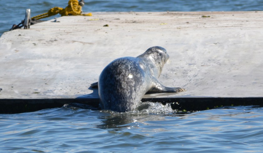 Harbor seal climbing onto new float at Alameda Point.