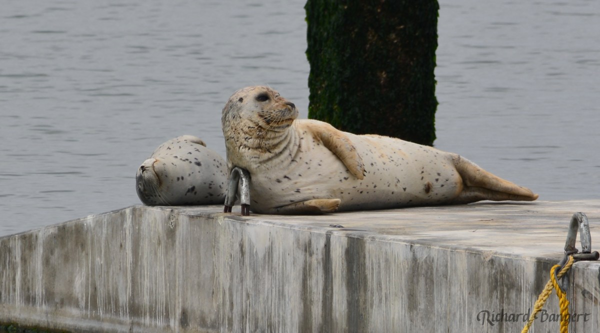 Harbor seals adapting to new&nbsp;float