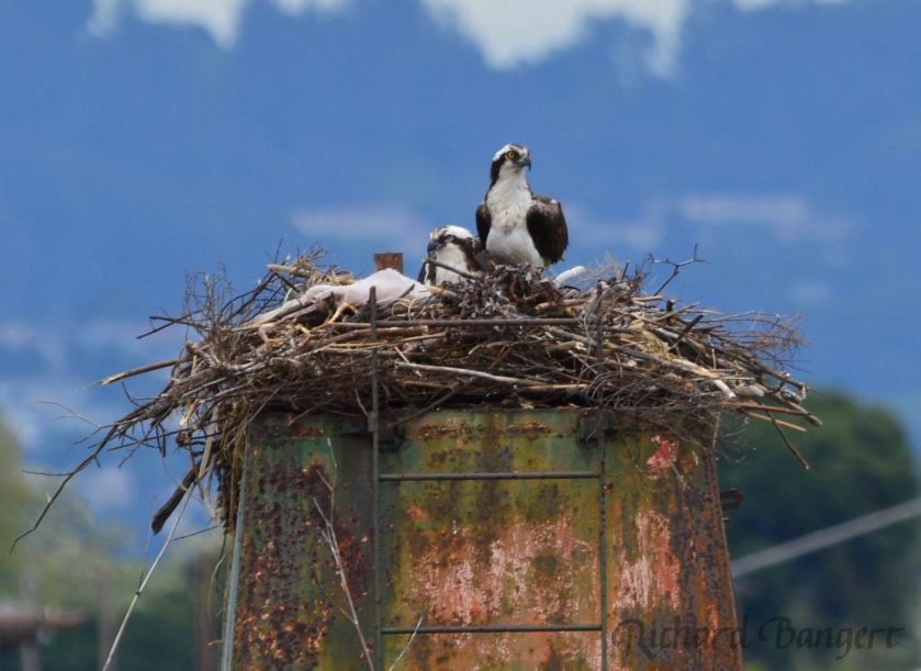 Osprey adults on April 10, 2016, just days before eggs were laid.