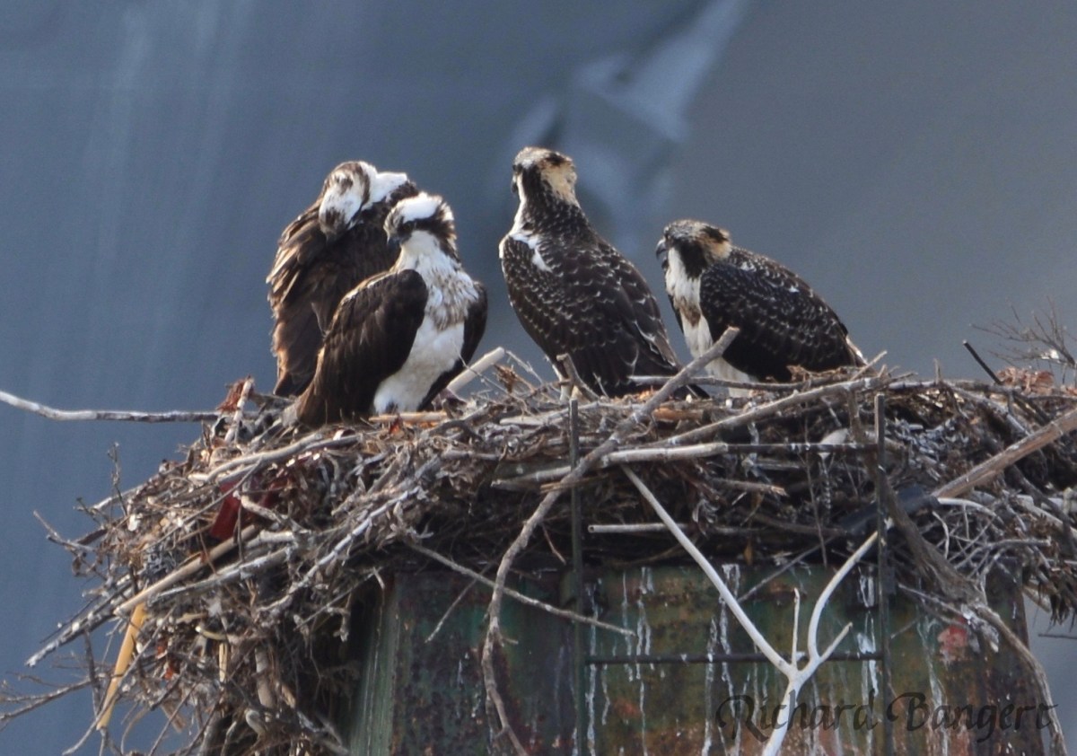 Ospreys nest successfully in 2016 at Alameda&nbsp;Point